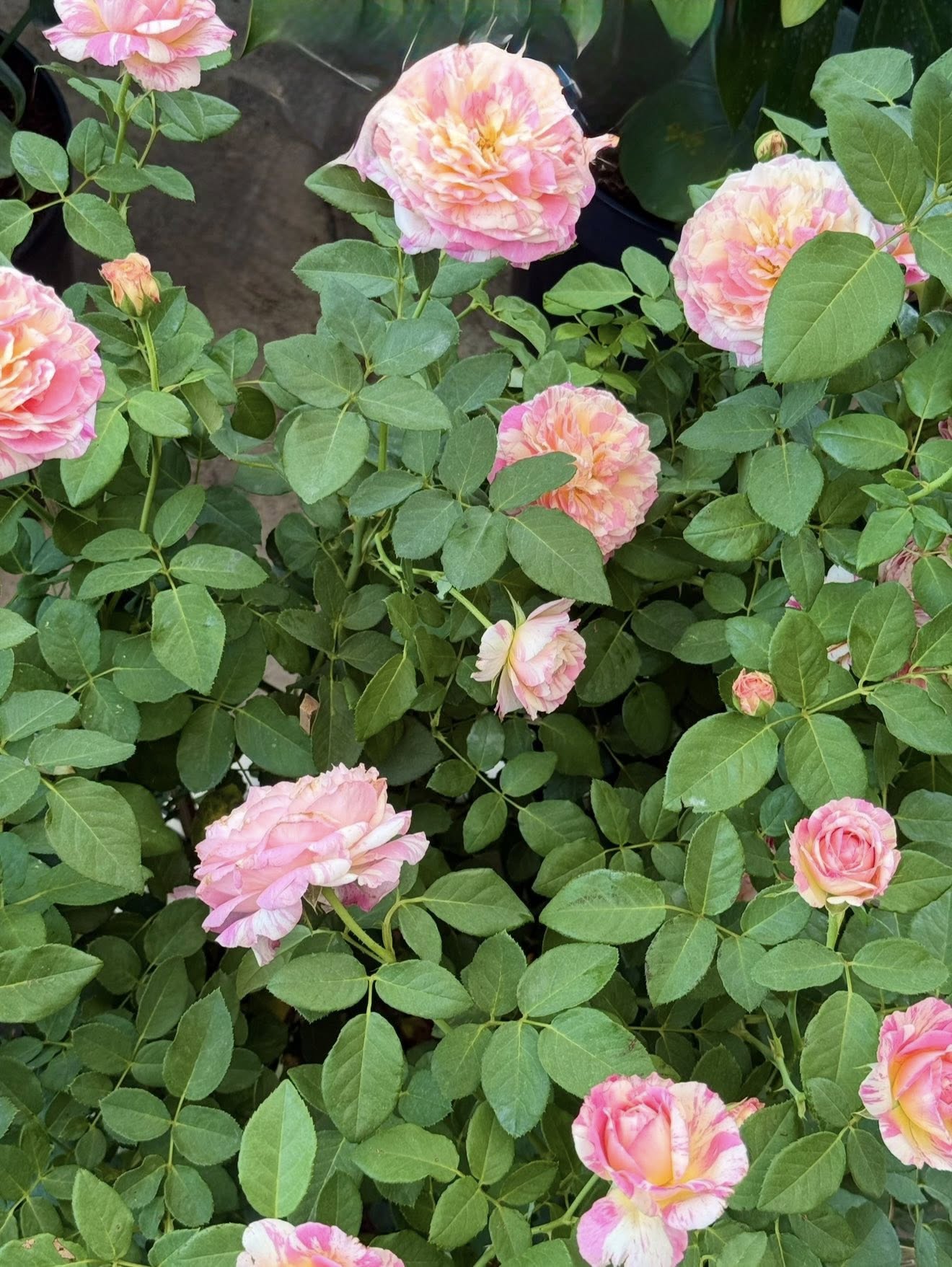  - Ảnh 15.