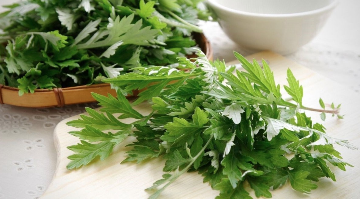 V&igrave; sao người xưa thường trồng c&acirc;y ngải cứu trong vườn? - Ảnh 1.