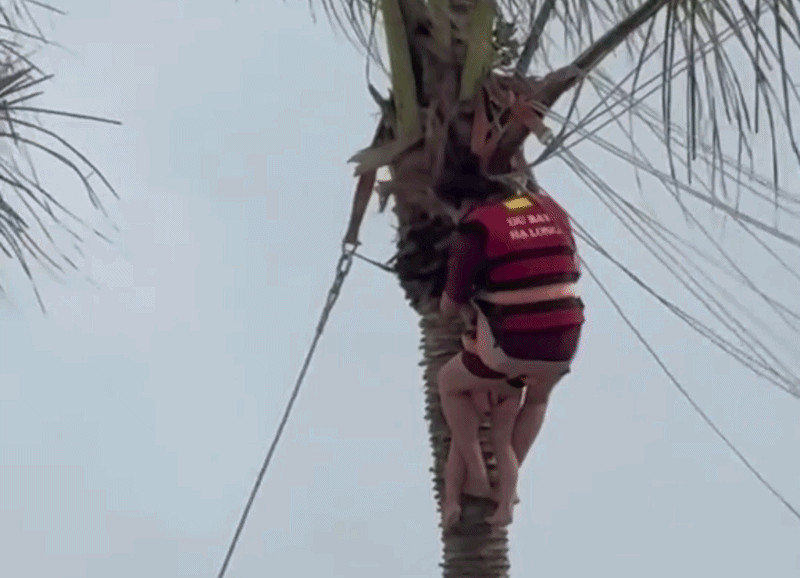 2 mẹ con treo lơ lửng trên cây dừa sau sự cố dù bay ở Hạ Long, tình trạng khi được cứu xuống ra sao? - Ảnh 1.
