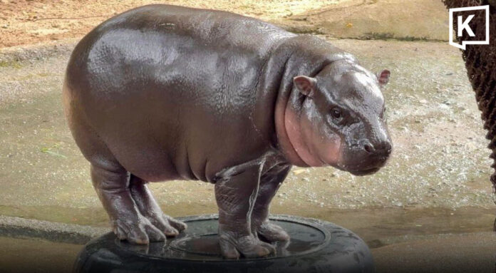 Moo Deng sinh nhật 2 tuổi và khu Làng hà mã mới tại Khao Kheow - Ảnh 1. Moo Deng sinh nhật 2 tuổi và khu Làng hà mã mới tại Khao Kheow - Ảnh 1.