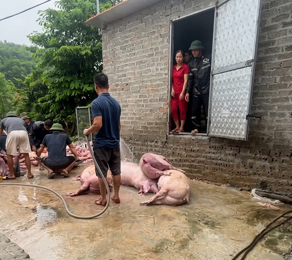 2 lần thiệt hại trong một th&aacute;ng, chủ trại lợn 300 con chết ngạt ở Bắc Ninh k&ecirc;u cứu: &lsquo;T&ocirc;i đ&atilde; mất h&agrave;ng tỷ đồng&rsquo; - Ảnh 2.