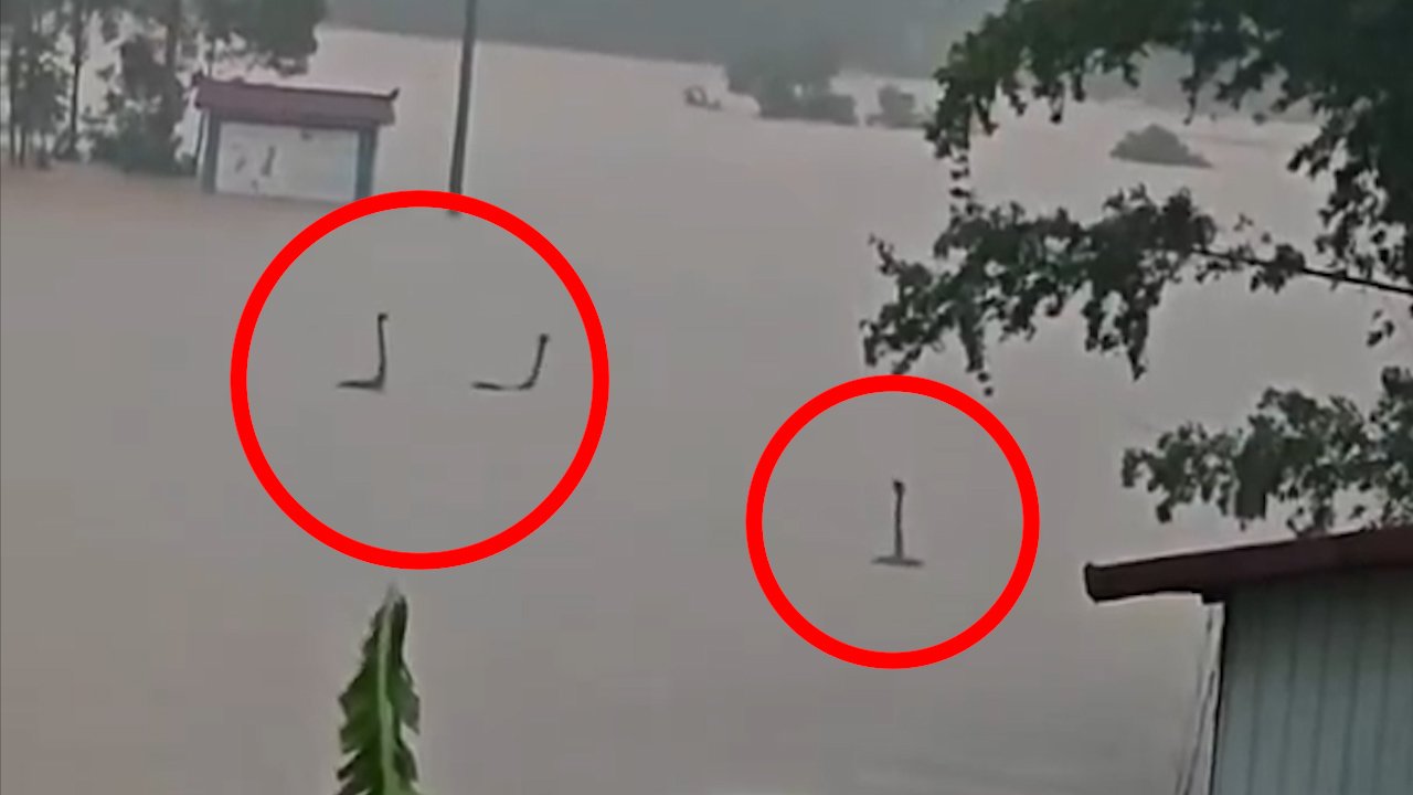 Rắn ng&oacute;c đầu như qu&aacute;i vật hồ Loch Ness giữa nước lũ Trung Quốc - Ảnh 1.