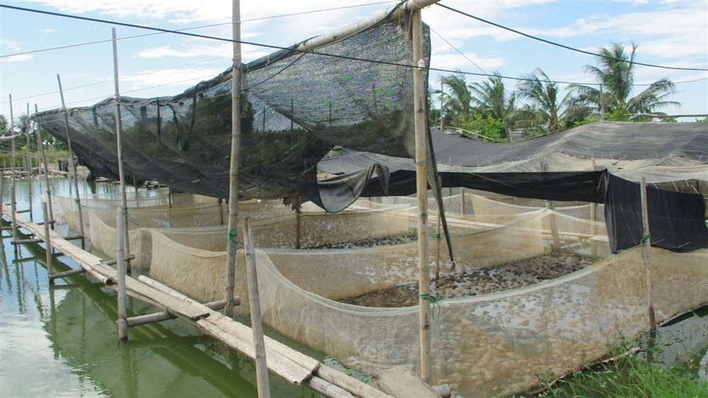 Bỏ nghề thợ điện về qu&ecirc; nu&ocirc;i con xấu x&iacute; nhưng đẻ li&ecirc;n tục, anh n&ocirc;ng d&acirc;n thu l&atilde;i tới nửa tỷ đồng mỗi năm - Ảnh 2.