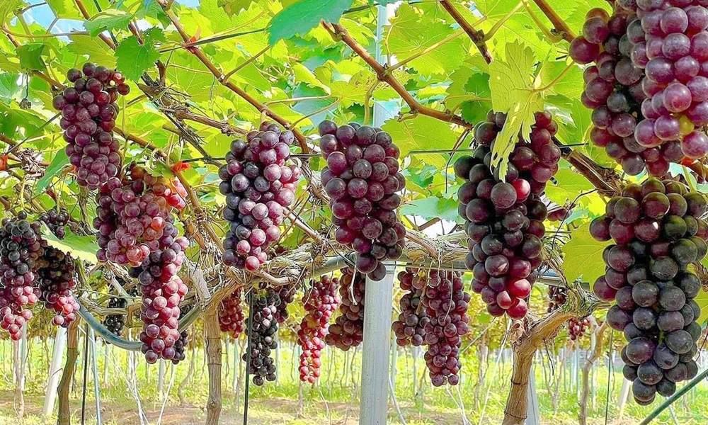 Gallery - Loại quả lọt top tốt nhất thế giới: Có ở Bắc Ninh, giá 200.000 đồng/kg, nhiều khách trả tiền để tham quan