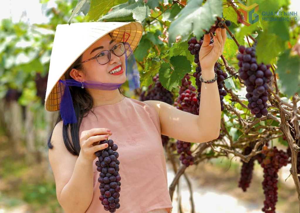 Gallery - Loại quả lọt top tốt nhất thế giới: Có ở Bắc Ninh, giá 200.000 đồng/kg, nhiều khách trả tiền để tham quan - image 3