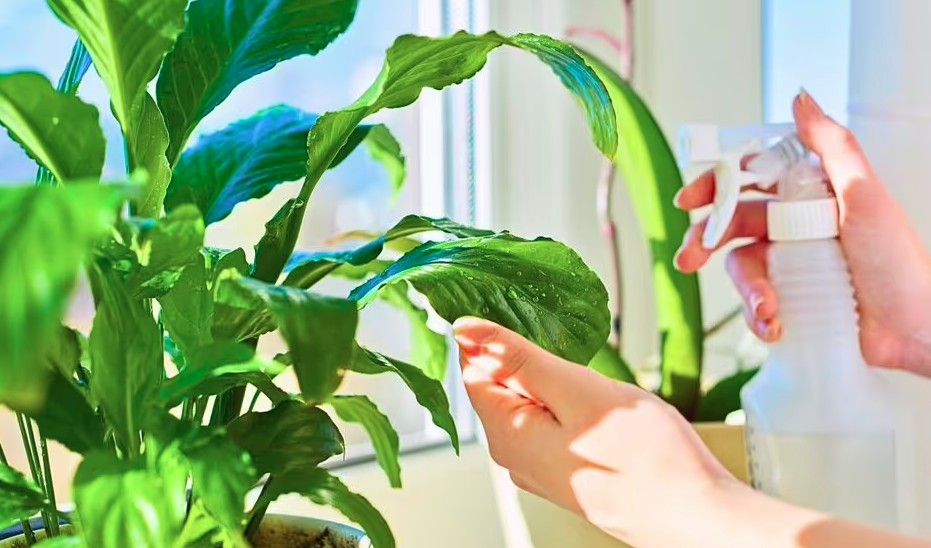 Hoa lan &yacute; tươi l&acirc;u bất ngờ khi được l&agrave;m điều n&agrave;y v&agrave;o th&aacute;ng 7- Ảnh 1.