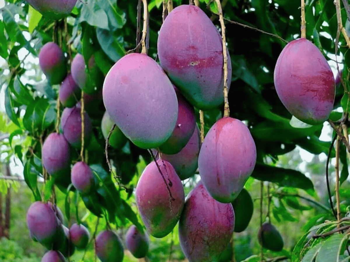 Giống xoài lạ đắt bậc nhất thế giới, mỗi cây chỉ có 5-7 quả: Đã thu hoạch lứa đầu tiên ở Việt Nam! - Ảnh 1.