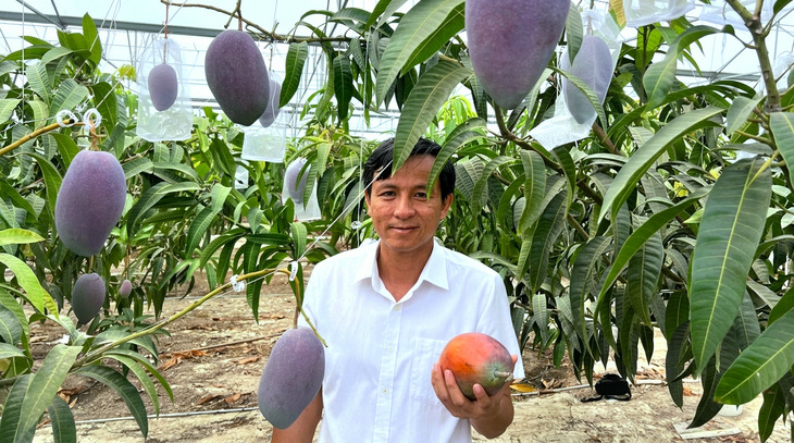 Gallery - Giống xoài lạ đắt bậc nhất thế giới, mỗi cây chỉ có 5-7 quả: Đã thu hoạch lứa đầu tiên ở Việt Nam! - image 2