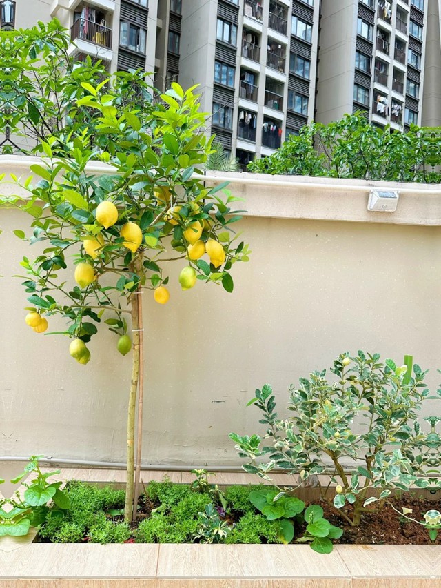 Gia đ&igrave;nh kh&aacute; giả thường trồng 3 loại c&acirc;y ăn quả n&agrave;y: Biểu tượng của sung t&uacute;c, "v&agrave;ng bạc đầy nh&agrave;"- Ảnh 1.