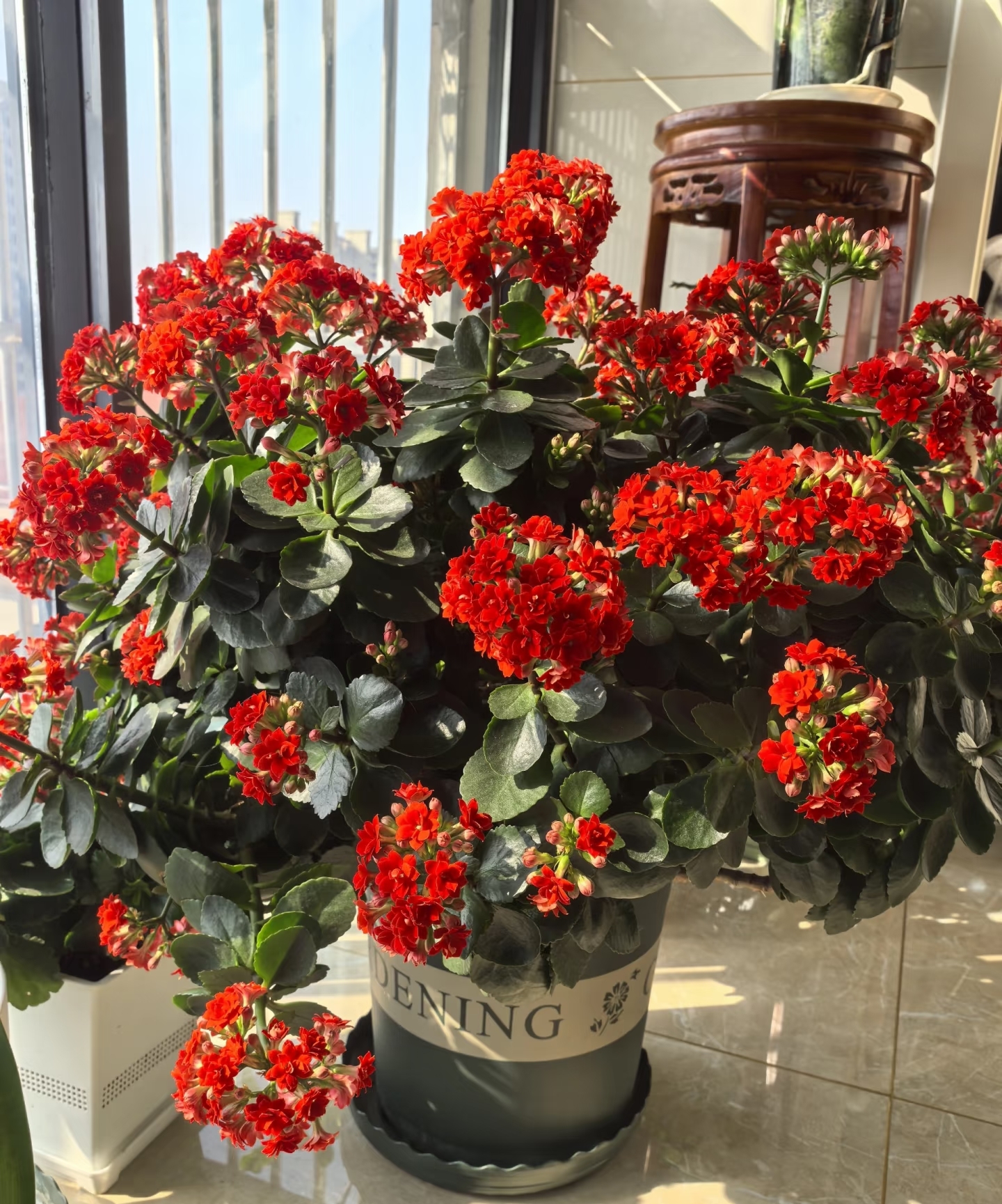 V&igrave; sao người xưa lu&ocirc;n khuy&ecirc;n trồng 5 loại c&acirc;y n&agrave;y trong nh&agrave;? C&acirc;u trả lời kh&ocirc;ng chỉ nằm ở phong thủy- Ảnh 3.