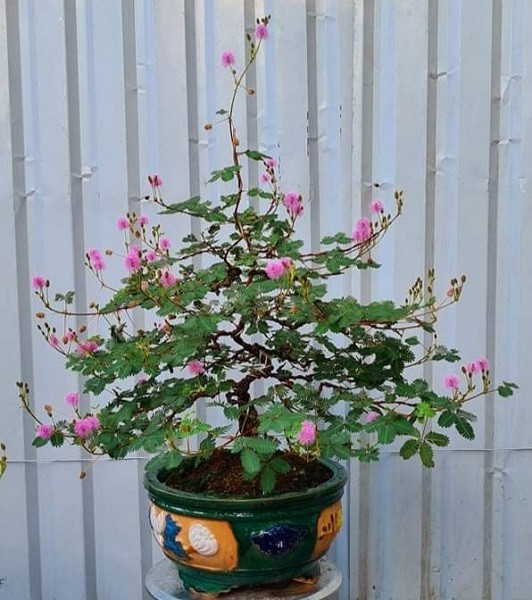 Vì sao gọi là cây xấu hổ? - Ảnh 4.