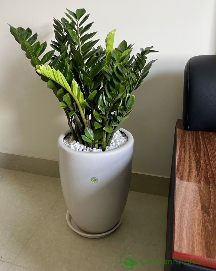 V&igrave; sao người xưa lu&ocirc;n khuy&ecirc;n trồng 5 loại c&acirc;y n&agrave;y trong nh&agrave;? C&acirc;u trả lời kh&ocirc;ng chỉ nằm ở phong thủy- Ảnh 4.
