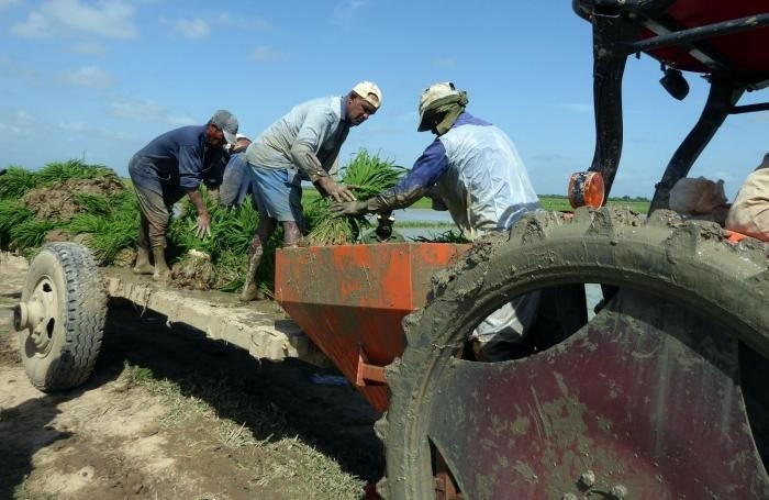 Người Cuba: L&uacute;a cao qu&aacute; đầu nhờ Việt Nam - Ảnh 4.