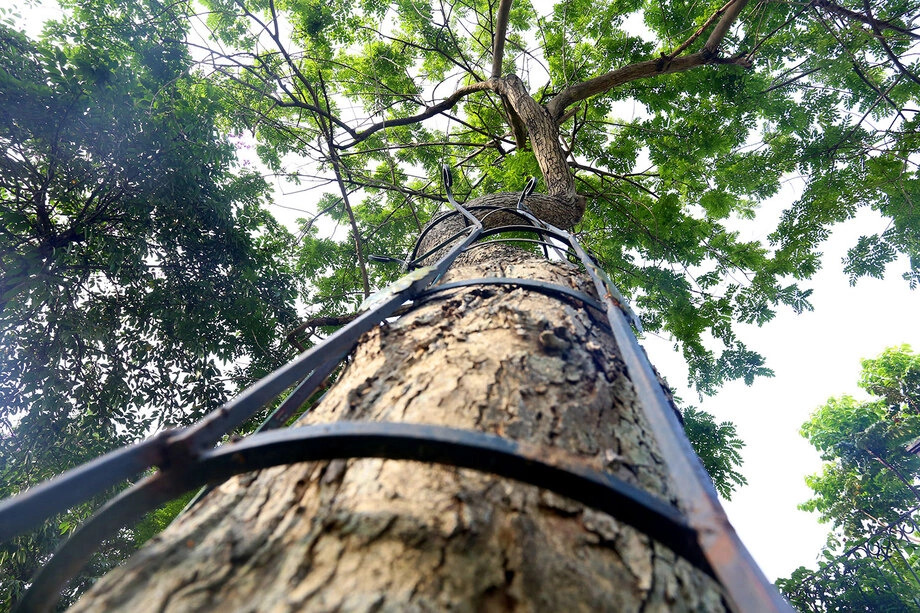 3 loại c&acirc;y trồng trong vườn được v&iacute; như "b&aacute;u vật", c&agrave;ng để l&acirc;u c&agrave;ng gi&aacute; trị- Ảnh 1.
