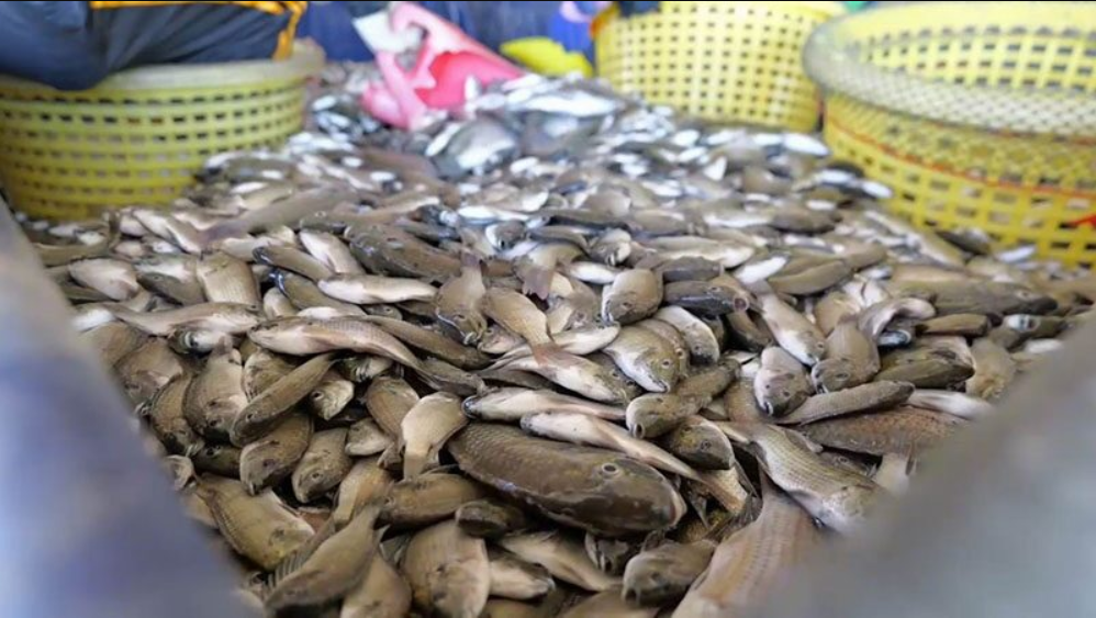 Loài cá khiến hàng loạt ao tôm trống rỗng, láng giềng Việt Nam huy động cả quan chức xuống bắt - Ảnh 2.