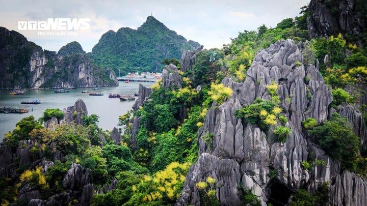 Vẻ đẹp hoa phất dụ nở tại vịnh Hạ Long v&agrave;o th&aacute;ng 7 năm 2026 - Ảnh 1.