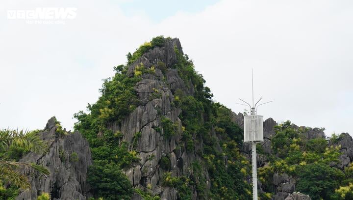 Vẻ đẹp hoa phất dụ nở tại vịnh Hạ Long v&agrave;o th&aacute;ng 7 năm 2026 - Ảnh 11.
