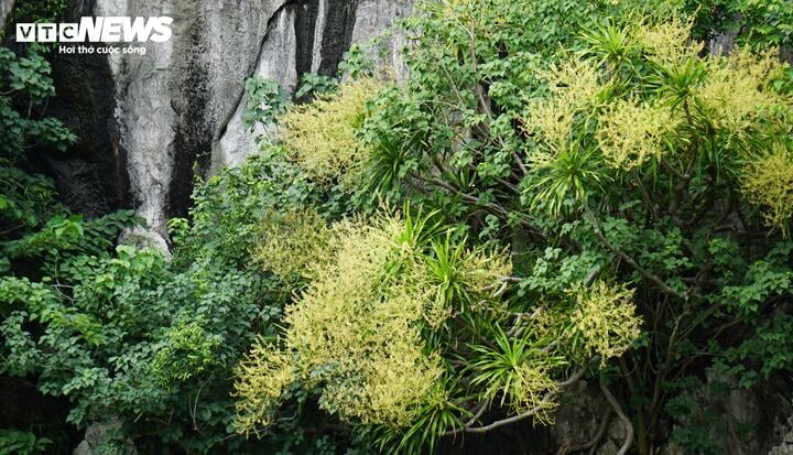 Vẻ đẹp hoa phất dụ nở tại vịnh Hạ Long v&agrave;o th&aacute;ng 7 năm 2026 - Ảnh 2.