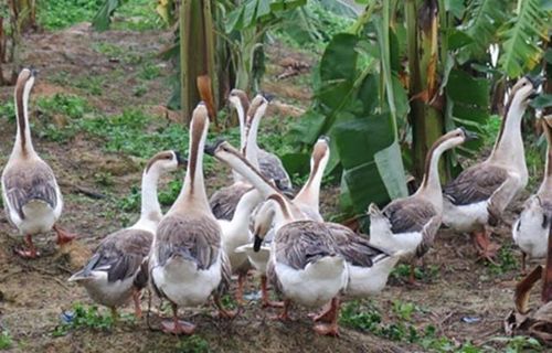 6 thứ xua đuổi rắn hiệu quả m&agrave; gia đ&igrave;nh n&agrave;o cũng n&ecirc;n biết - Ảnh 3.