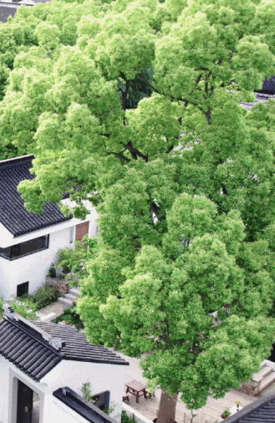 B&aacute;n căn hộ ở th&agrave;nh phố để về qu&ecirc; cải tạo nh&agrave; tổ rộng gần 1.000m&sup2;: Gia đ&igrave;nh 3 thế hệ t&igrave;m thấy cuộc sống b&igrave;nh y&ecirc;n sau c&aacute;nh cổng cũ- Ảnh 13.