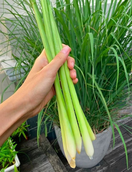 6 thứ xua đuổi rắn hiệu quả m&agrave; gia đ&igrave;nh n&agrave;o cũng n&ecirc;n biết - Ảnh 4.