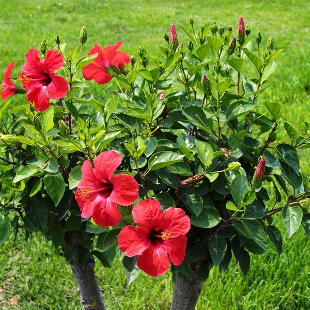 Vì sao lại gọi là cây dâm bụt? - Ảnh 1.