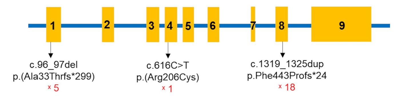 - Ảnh 2. - Ảnh 2.