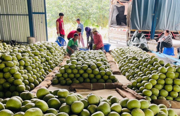 Sau sầu riêng, Thái Lan quyết tâm làm giàu với loại quả Việt Nam đang trồng rất nhiều: Được mùa được giá, Trung Quốc cực ưa chuộng - Ảnh 1. Sau sầu riêng, Thái Lan quyết tâm làm giàu với loại quả Việt Nam đang trồng rất nhiều: Được mùa được giá, Trung Quốc cực ưa chuộng - Ảnh 1.