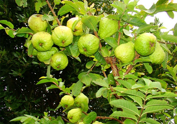 4 l&yacute; do n&ecirc;n trồng c&acirc;y ổi trong s&acirc;n nh&agrave; - Ảnh 1.