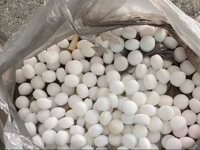 Ngửi thấy mùi lạ trên bãi biển, người dân đến gần rồi tá hỏa: Hàng trăm vật thể trắng nằm la liệt - Ảnh 2.