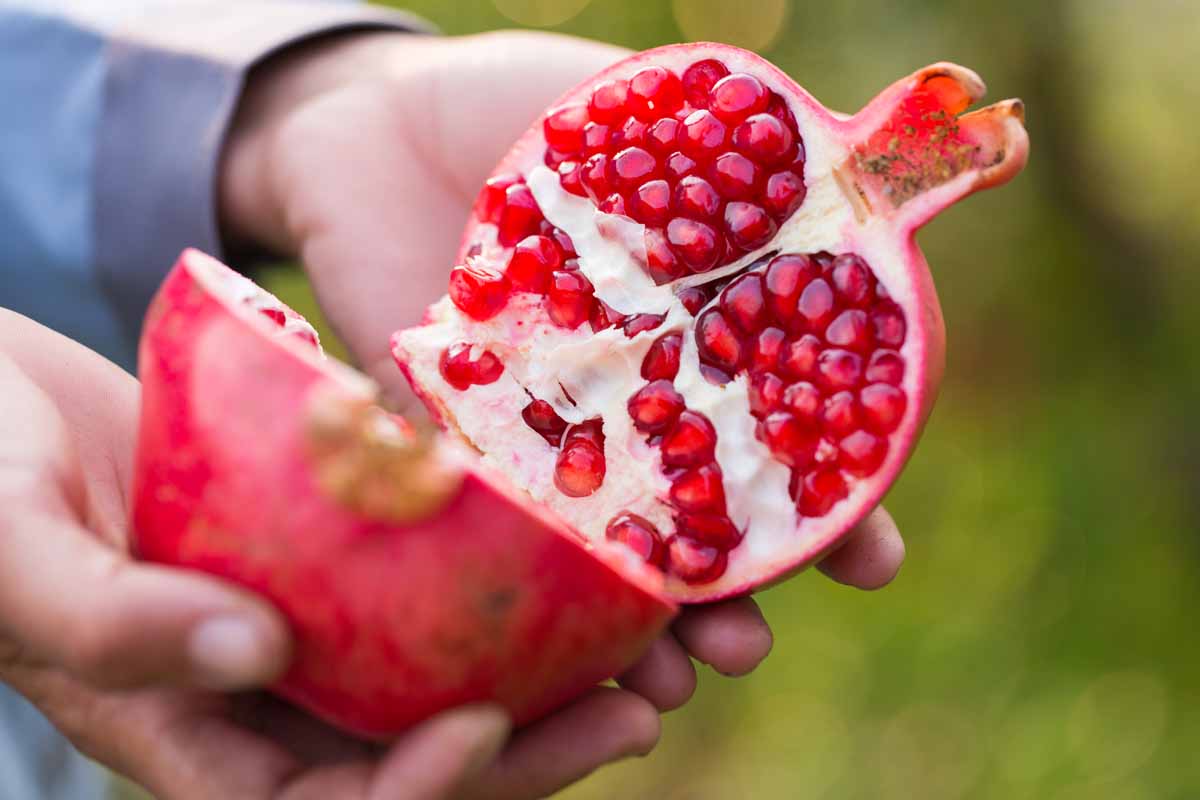 4 l&yacute; do v&igrave; sao n&ecirc;n trồng một c&acirc;y lựu trước cửa nh&agrave; - Ảnh 1.