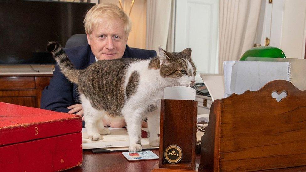 M&egrave;o Larry: Biểu tượng đặc biệt sống tại số 10 Downing suốt 15 năm - Ảnh 5.