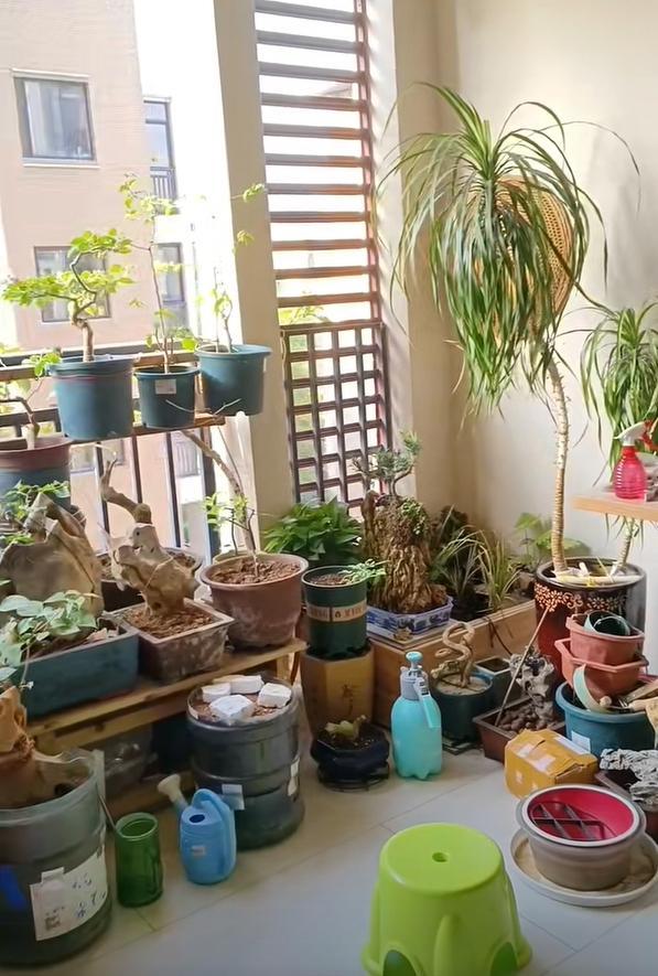 Vợ ch&ecirc; c&acirc;y chồng trồng vừa trơ vừa xấu, d&acirc;n mạng nh&igrave;n ảnh lại n&oacute;i: Đ&acirc;y l&agrave; người chơi c&acirc;y c&oacute; đẳng cấp- Ảnh 2.