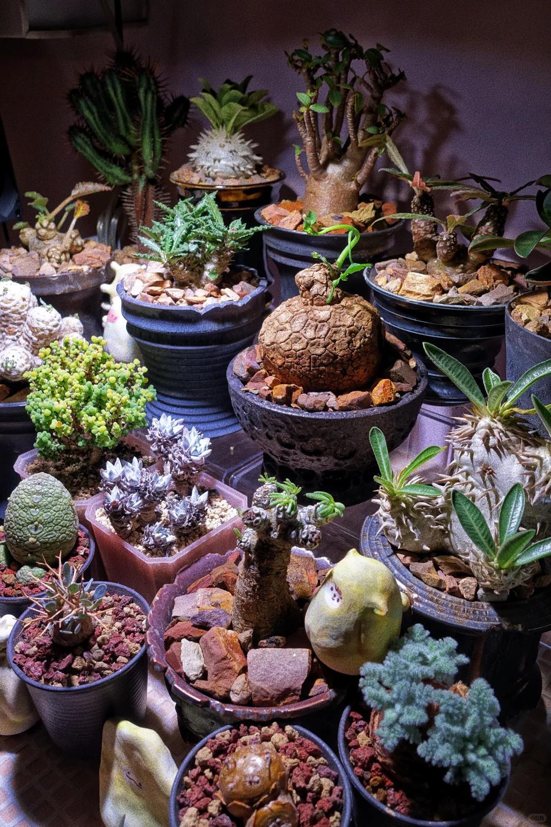 Vợ ch&ecirc; c&acirc;y chồng trồng vừa trơ vừa xấu, d&acirc;n mạng nh&igrave;n ảnh lại n&oacute;i: Đ&acirc;y l&agrave; người chơi c&acirc;y c&oacute; đẳng cấp- Ảnh 7.