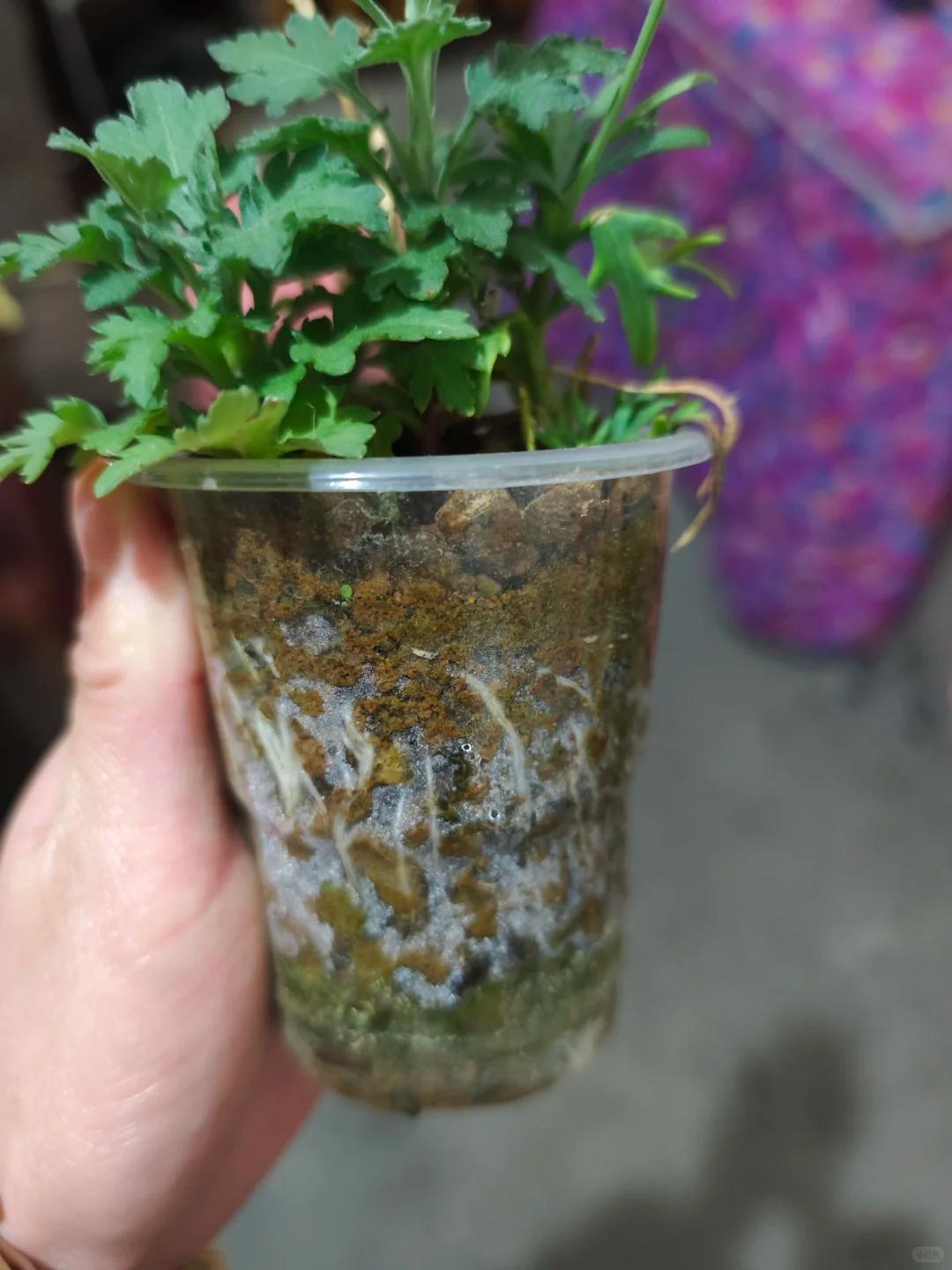 Vợ ch&ecirc; c&acirc;y chồng trồng vừa trơ vừa xấu, d&acirc;n mạng nh&igrave;n ảnh lại n&oacute;i: Đ&acirc;y l&agrave; người chơi c&acirc;y c&oacute; đẳng cấp- Ảnh 6.