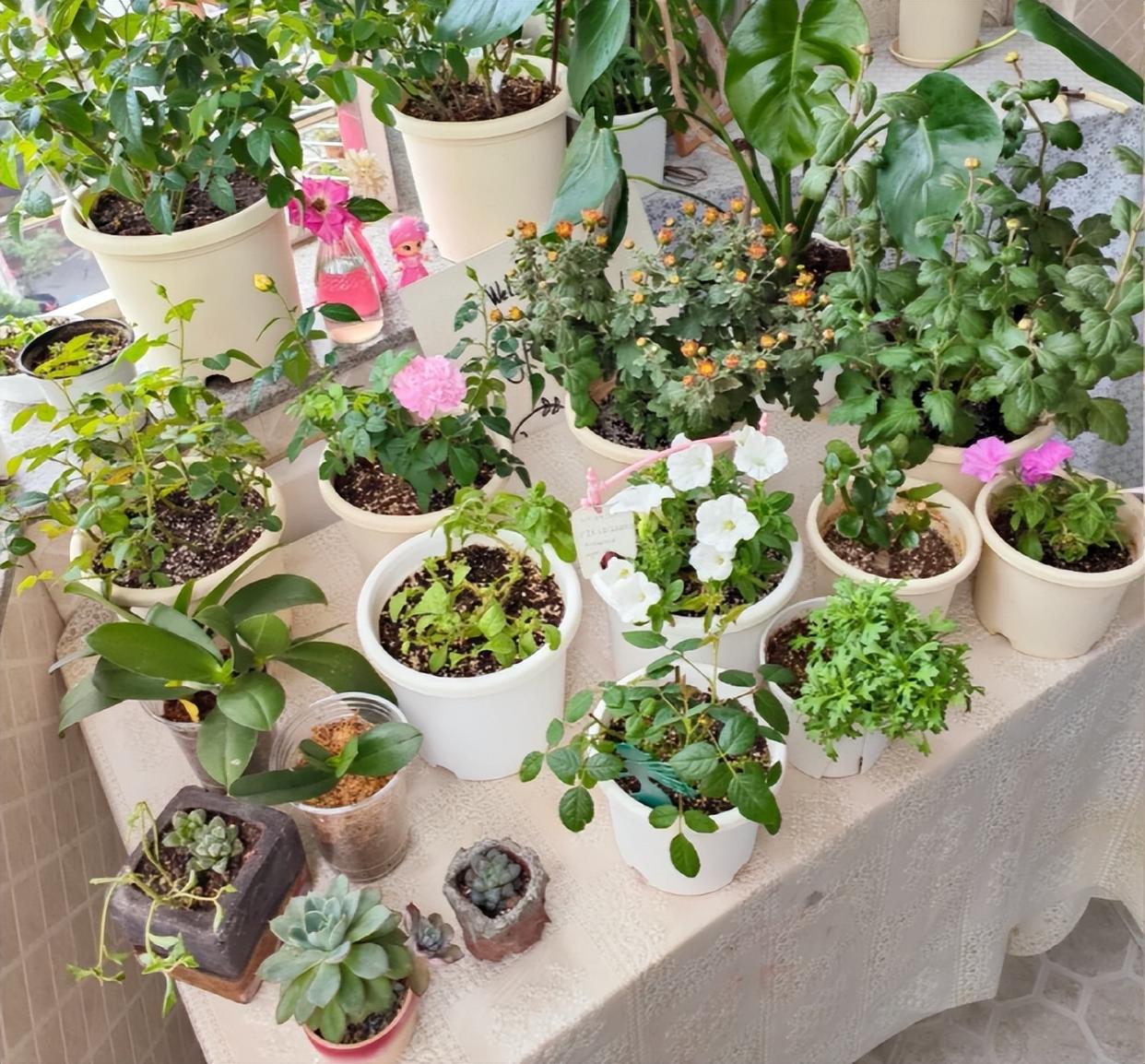 Vợ ch&ecirc; c&acirc;y chồng trồng vừa trơ vừa xấu, d&acirc;n mạng nh&igrave;n ảnh lại n&oacute;i: Đ&acirc;y l&agrave; người chơi c&acirc;y c&oacute; đẳng cấp- Ảnh 9.