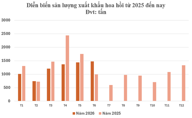 Đắt hơn sầu ri&ecirc;ng, Việt Nam sở hữu một 'b&aacute;u vật n&ocirc;ng sản' gi&aacute; gần 4.000 USD/tấn: Mỗi năm chỉ thu hoạch 2 vụ, nước ta c&ugrave;ng Trung Quốc l&agrave; &ocirc;ng tr&ugrave;m của thế giới - Ảnh 2.