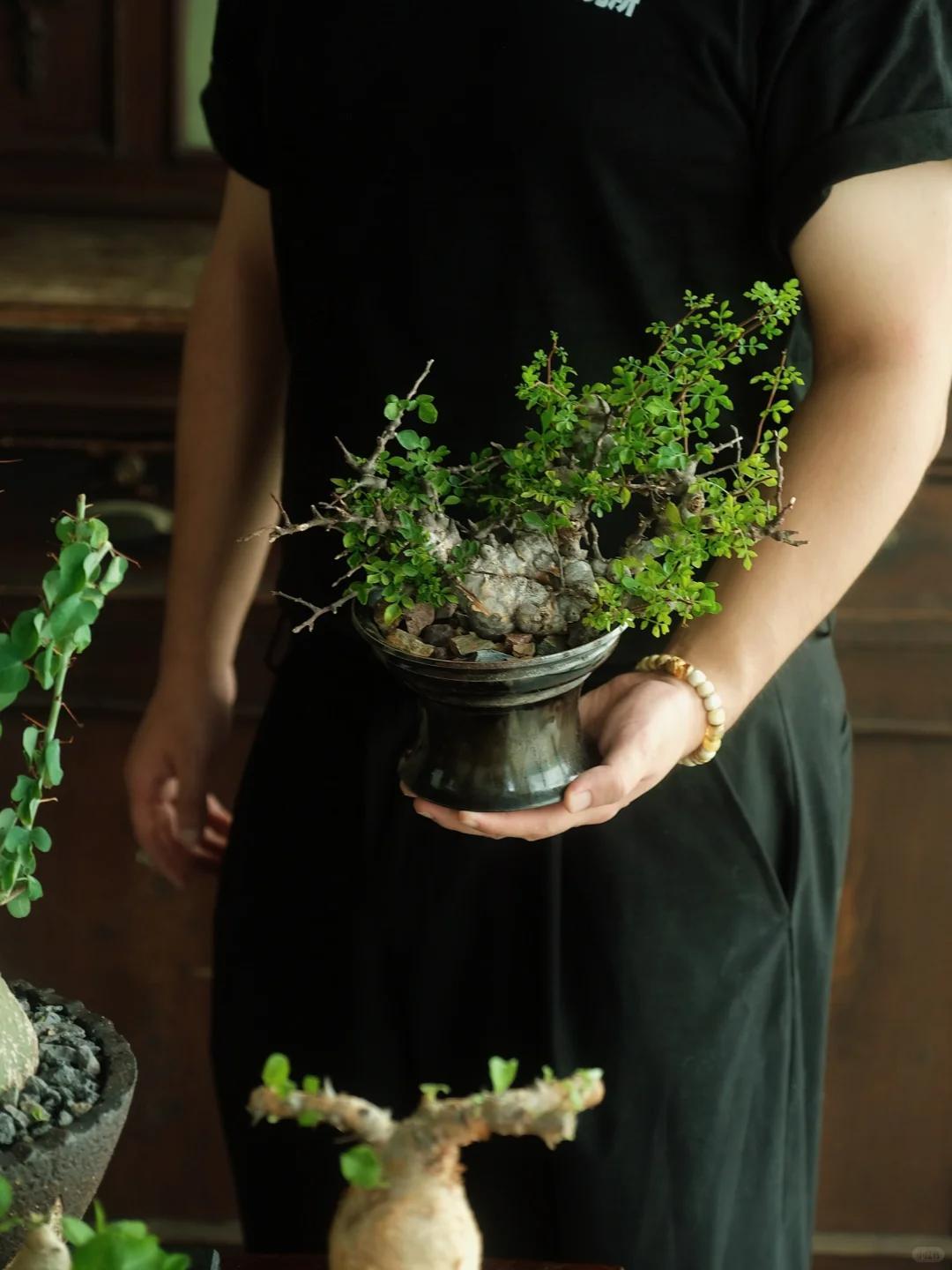 Vợ ch&ecirc; c&acirc;y chồng trồng vừa trơ vừa xấu, d&acirc;n mạng nh&igrave;n ảnh lại n&oacute;i: Đ&acirc;y l&agrave; người chơi c&acirc;y c&oacute; đẳng cấp- Ảnh 4.