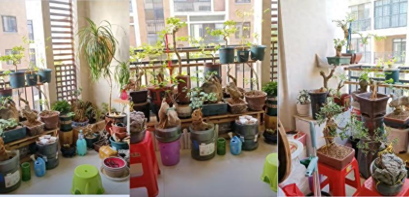Vợ ch&ecirc; c&acirc;y chồng trồng vừa trơ vừa xấu, d&acirc;n mạng nh&igrave;n ảnh lại n&oacute;i: Đ&acirc;y l&agrave; người chơi c&acirc;y c&oacute; đẳng cấp- Ảnh 1.