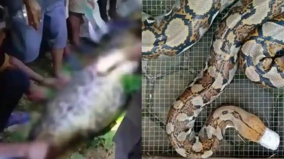Bi kịch kinh hoàng: Người đàn ông bị trăn gấm nuốt chửng - Ảnh 3. Bi kịch kinh hoàng: Người đàn ông bị trăn gấm nuốt chửng - Ảnh 3.