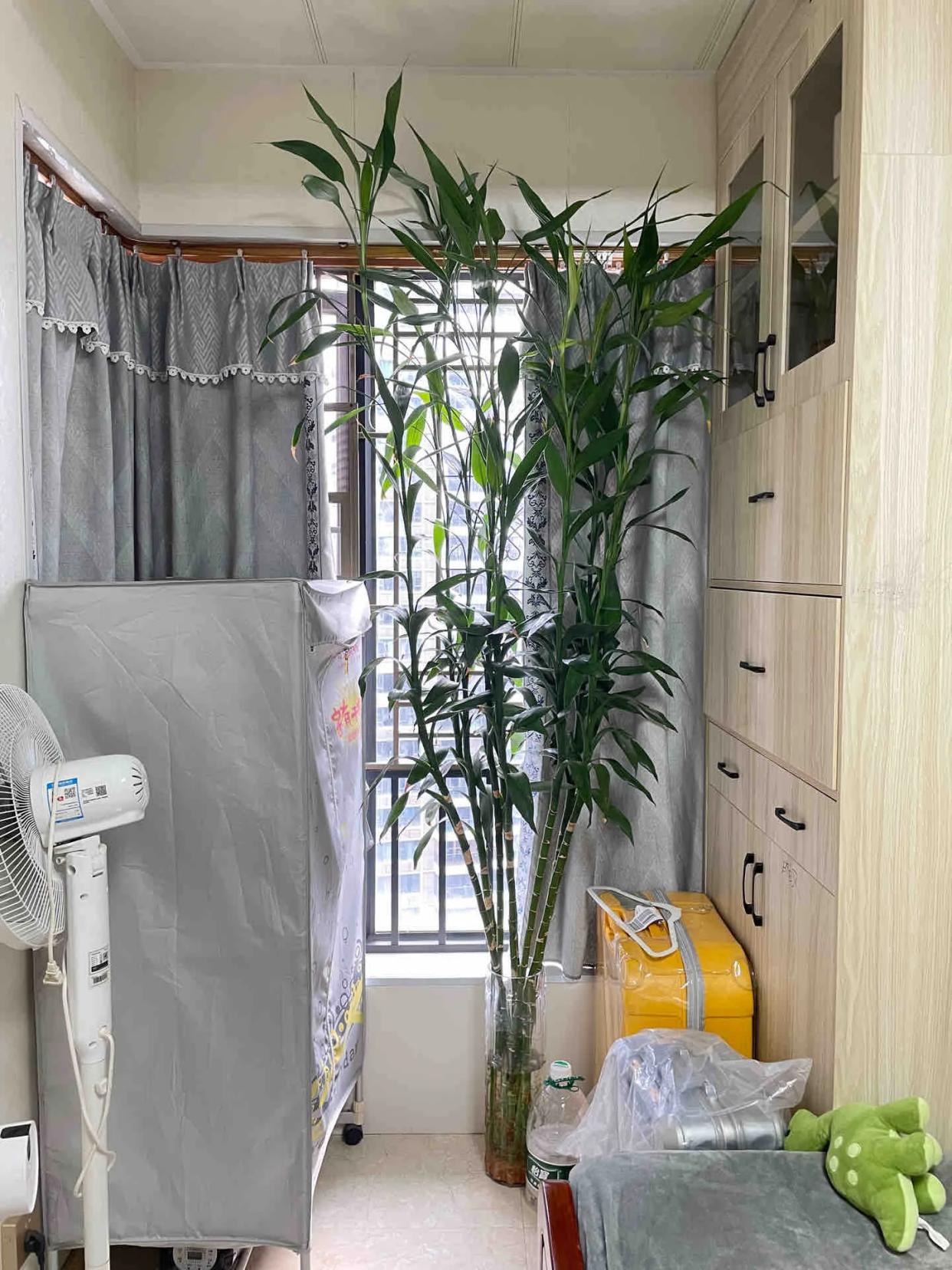 Đồng nghiệp trồng cây phát lộc cao chạm trần, cây của mình lại héo vàng: Cư dân mạng nói một câu khiến cô quyết tâm kiếm tiền- Ảnh 4.