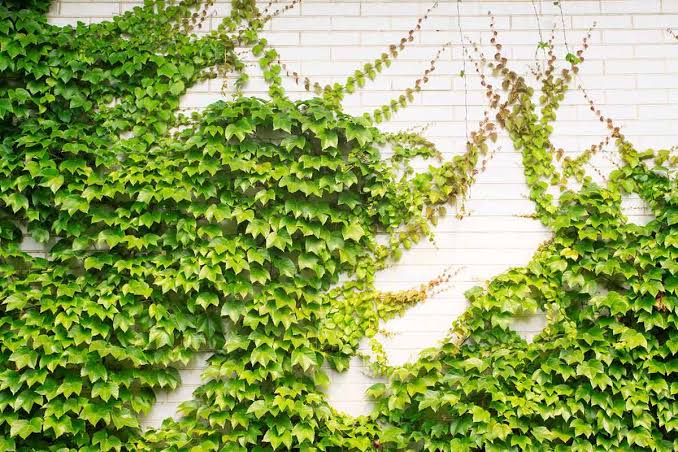 5 loại c&acirc;y chớ n&ecirc;n đặt trong nh&agrave; - Ảnh 3.