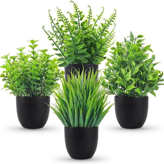5 loại c&acirc;y chớ n&ecirc;n đặt trong nh&agrave; - Ảnh 4.