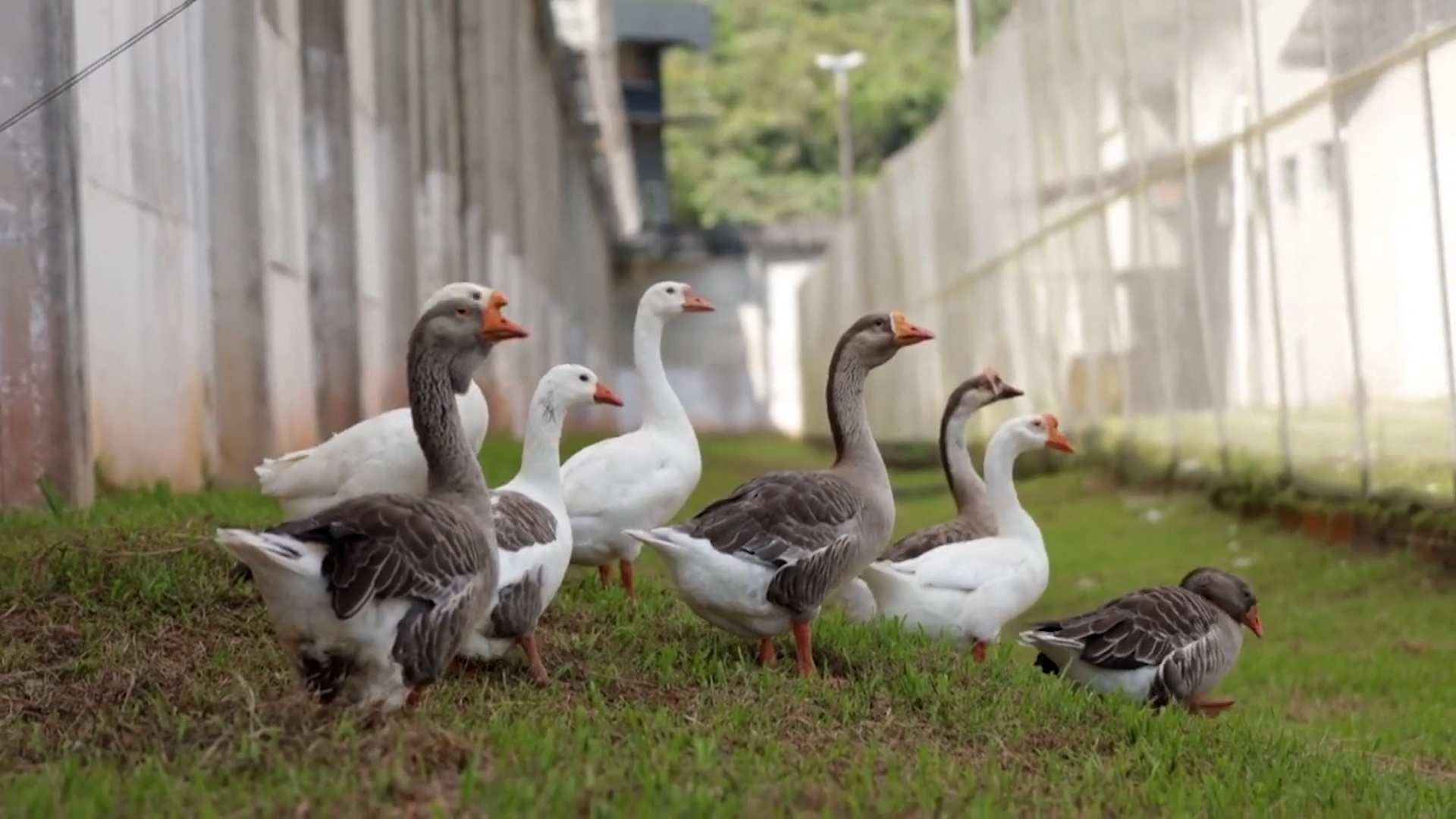 Ngỗng đặc vụ bảo vệ nh&agrave; t&ugrave; Brazil: Giải ph&aacute;p an ninh độc đ&aacute;o - Ảnh 1.
