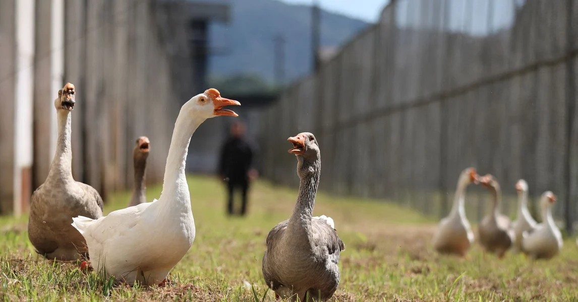 Ngỗng đặc vụ bảo vệ nh&agrave; t&ugrave; Brazil: Giải ph&aacute;p an ninh độc đ&aacute;o - Ảnh 5.