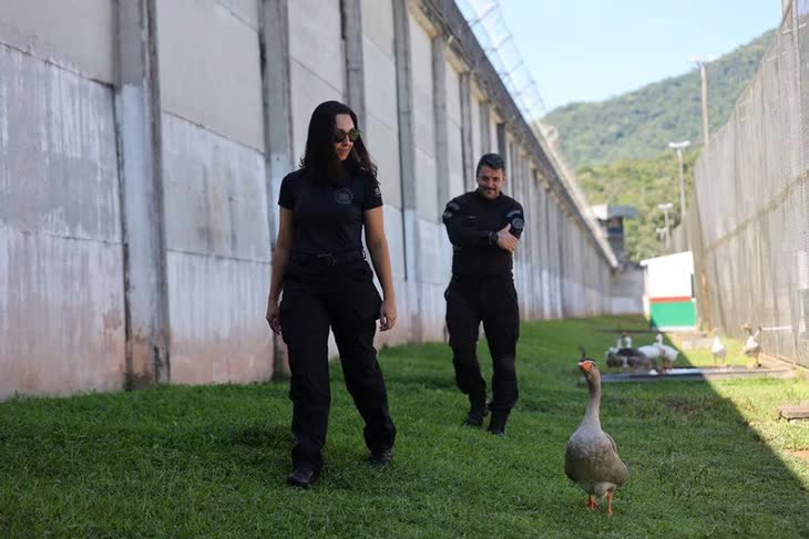Ngỗng đặc vụ bảo vệ nh&agrave; t&ugrave; Brazil: Giải ph&aacute;p an ninh độc đ&aacute;o - Ảnh 2.