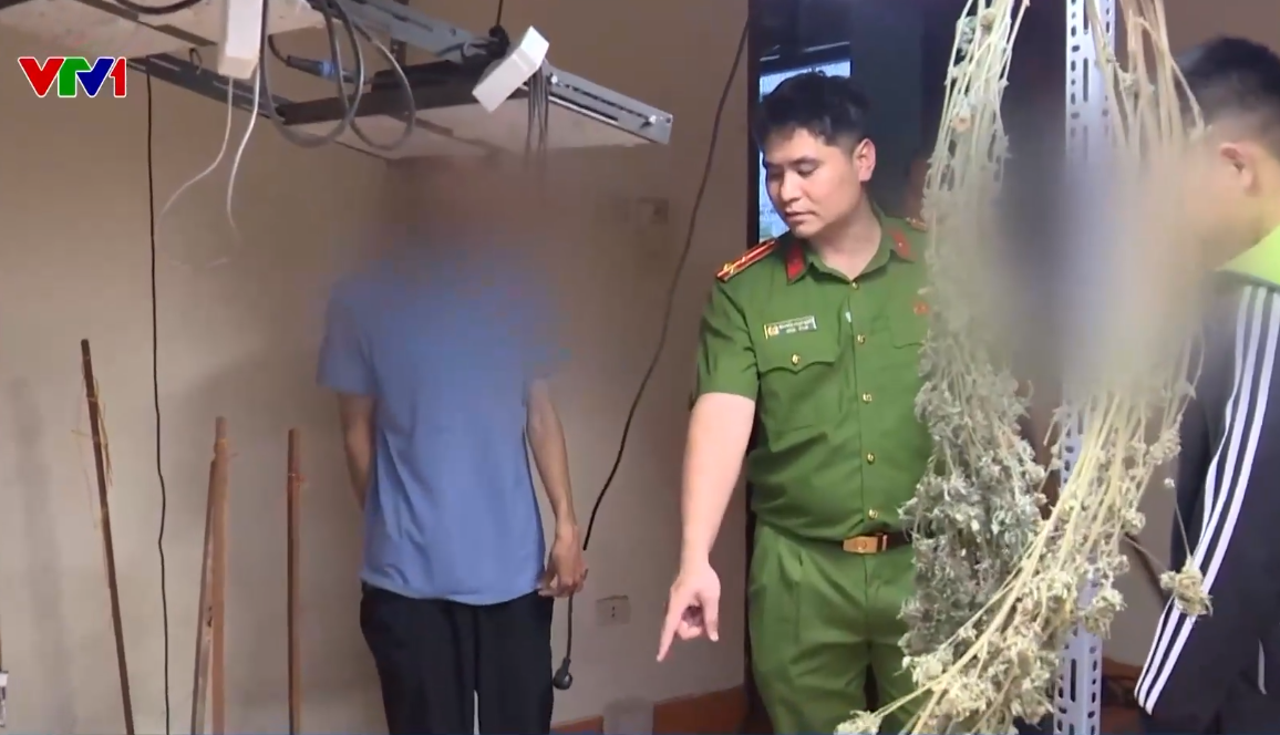 Triệt phá đường dây trồng, chế biến cần sa tại nhà ngay giữa Thủ đô- Ảnh 1.