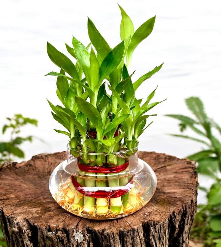7 loại cây nên trồng ở ban công: 