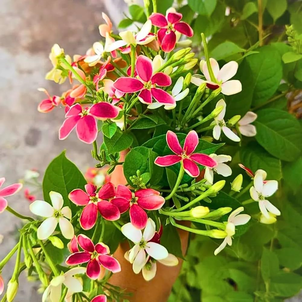 Muốn vườn nhà thơm ngát vào mùa hè? Hãy trồng ngay 4 loại cây này - Ảnh 2.