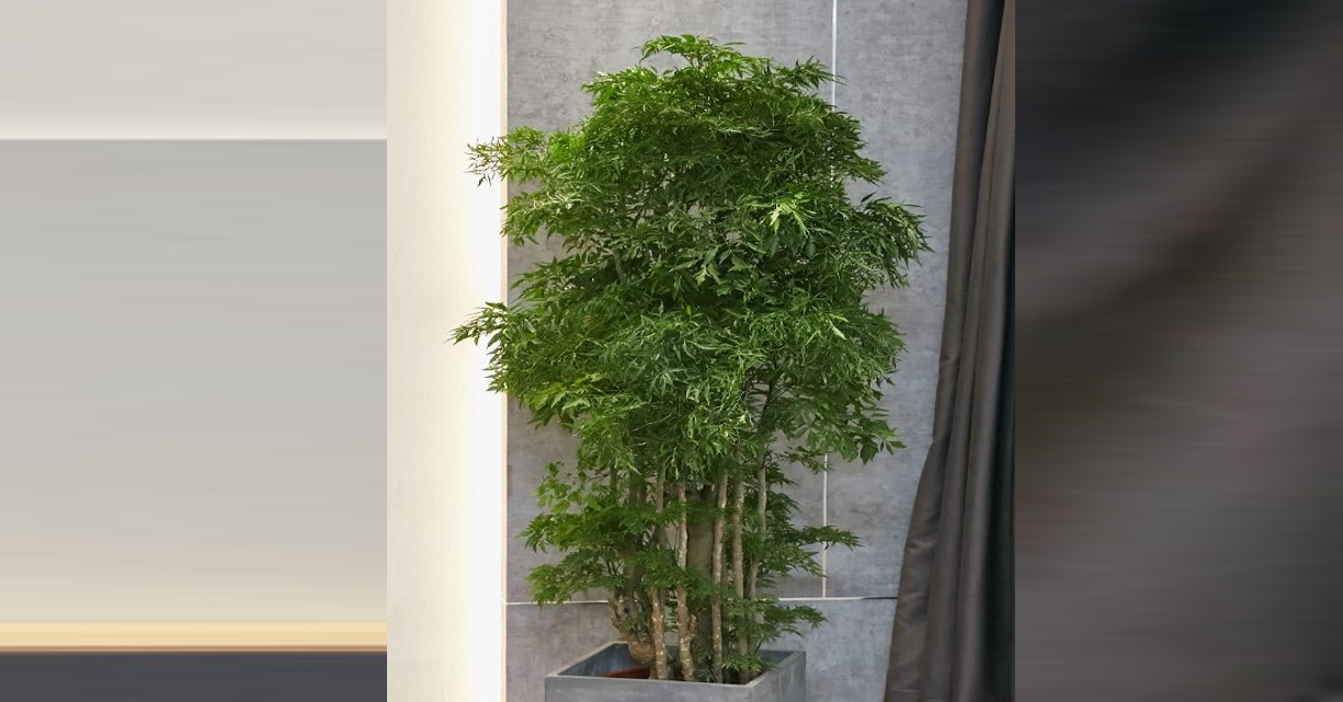 C&acirc;y đinh lăng n&ecirc;n trồng ở đ&acirc;u trong nh&agrave; để h&uacute;t t&agrave;i lộc? - Ảnh 1.